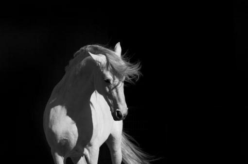 http://iberianexperience.files.wordpress.com/2010/05/white-andalusian-stallion1.jpg